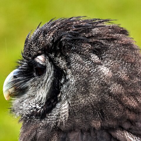 2011-11-21-Kelso-Racecourse-4