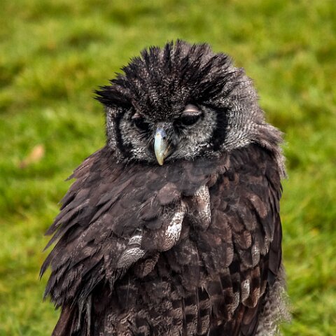 2011-11-21-Kelso-Racecourse-5