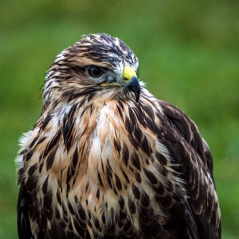 2011-11-21-Kelso-Racecourse-6