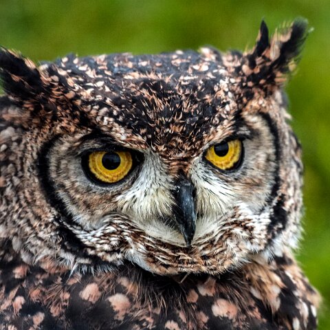 2011-11-21-Kelso-Racecourse-7