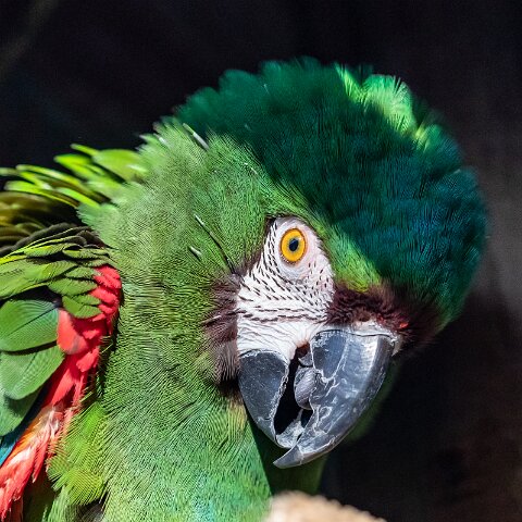 2019-11-29-World-of-Wings-Birds-1