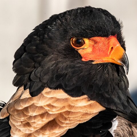 2019-11-29-World-of-Wings-Birds-10