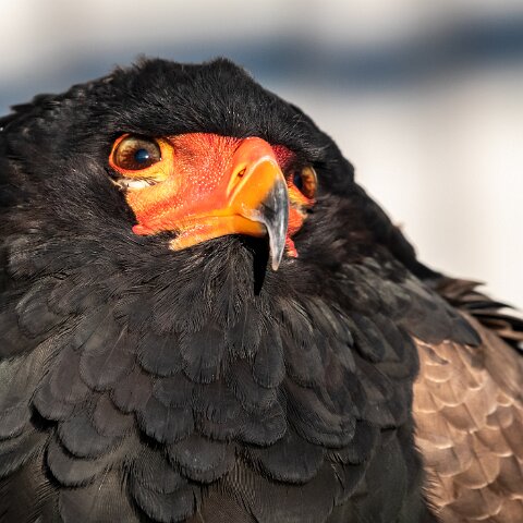 2019-11-29-World-of-Wings-Birds-11