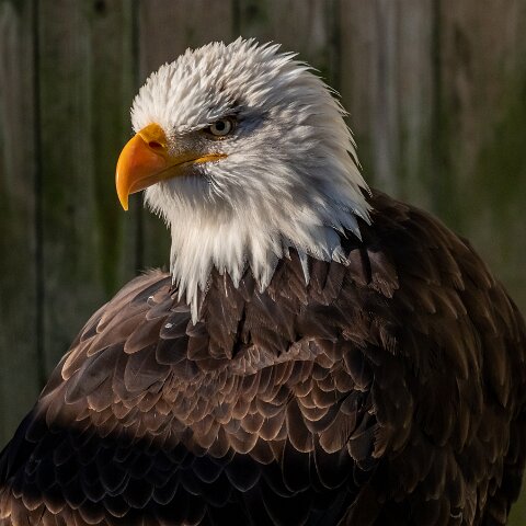 2019-11-29-World-of-Wings-Birds-13