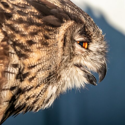 2019-11-29-World-of-Wings-Birds-15