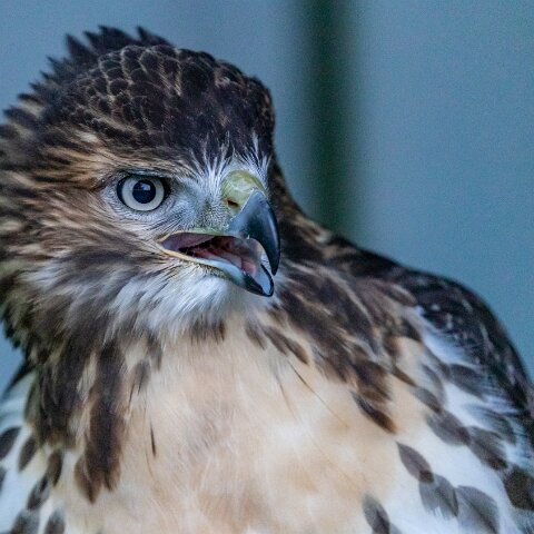 2019-11-29-World-of-Wings-Birds-16