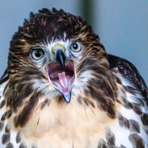 2019-11-29-World-of-Wings-Birds-17