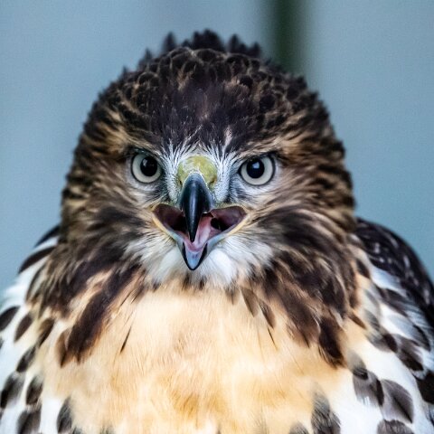 2019-11-29-World-of-Wings-Birds-18