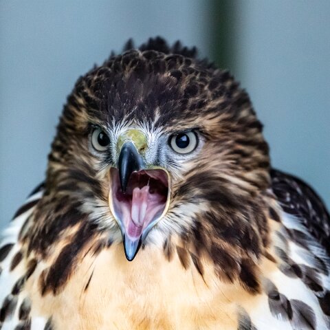 2019-11-29-World-of-Wings-Birds-19