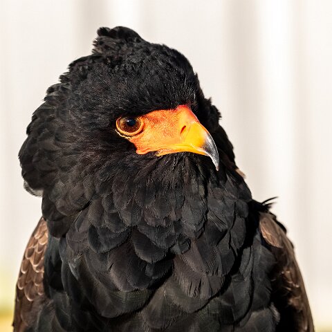 2019-11-29-World-of-Wings-Birds-2