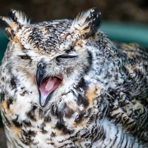 2019-11-29-World-of-Wings-Birds-20