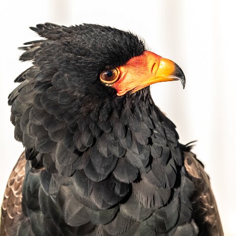 2019-11-29-World-of-Wings-Birds-3