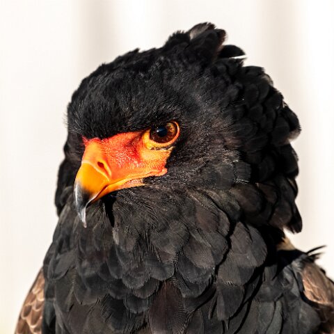 2019-11-29-World-of-Wings-Birds-4