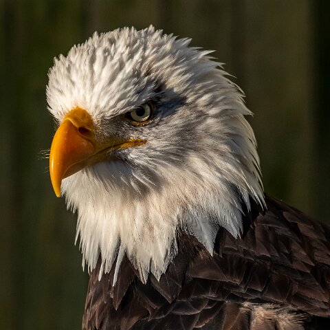 2019-11-29-World-of-Wings-Birds-5