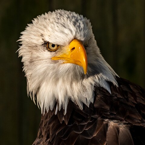 2019-11-29-World-of-Wings-Birds-6