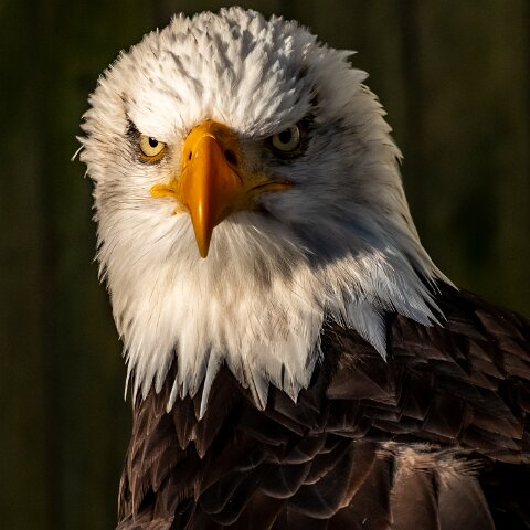 2019-11-29-World-of-Wings-Birds-7