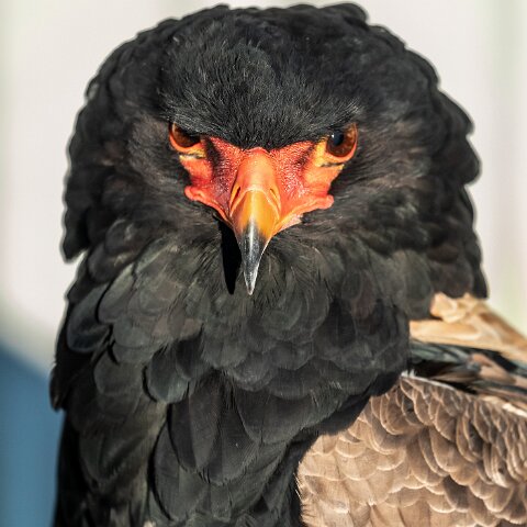 2019-11-29-World-of-Wings-Birds-8