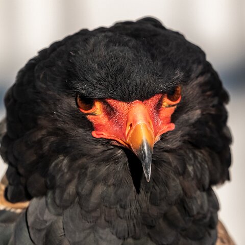 2019-11-29-World-of-Wings-Birds-9