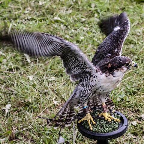 2008-08-24-Blair-Athol-Horse-Trials-13
