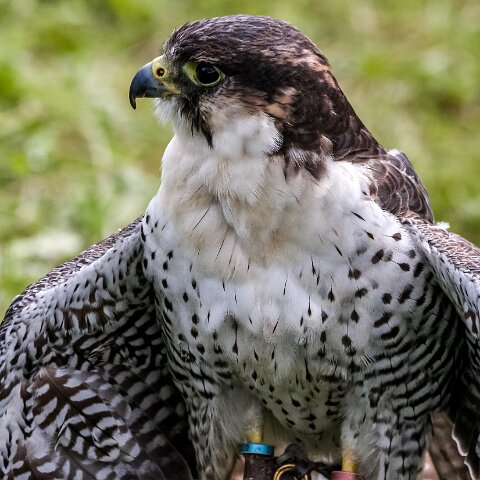 2008-08-24-Blair-Athol-Horse-Trials-15