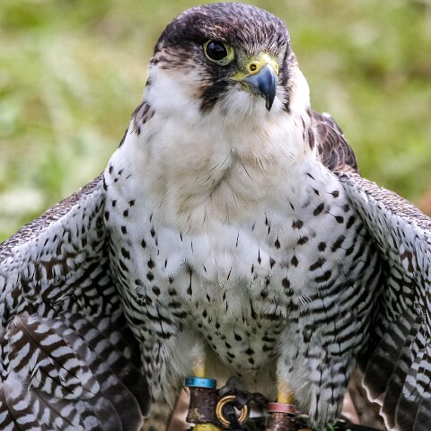 2008-08-24-Blair-Athol-Horse-Trials-16