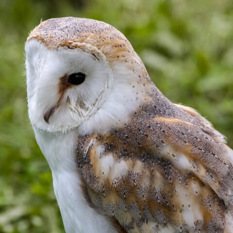 2008-08-24-Blair-Athol-Horse-Trials-17
