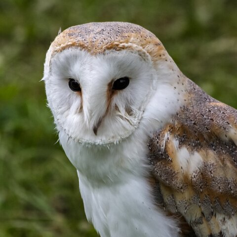 2008-08-24-Blair-Athol-Horse-Trials-18