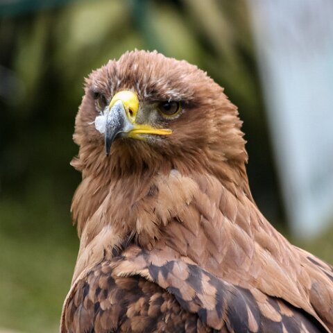 2008-08-24-Blair-Athol-Horse-Trials-19