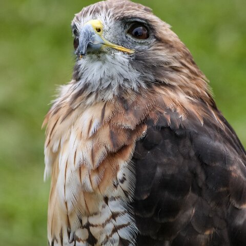 2008-08-24-Blair-Athol-Horse-Trials-21