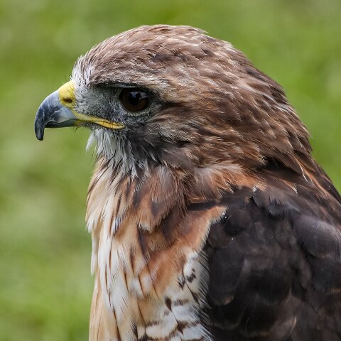 2008-08-24-Blair-Athol-Horse-Trials-22