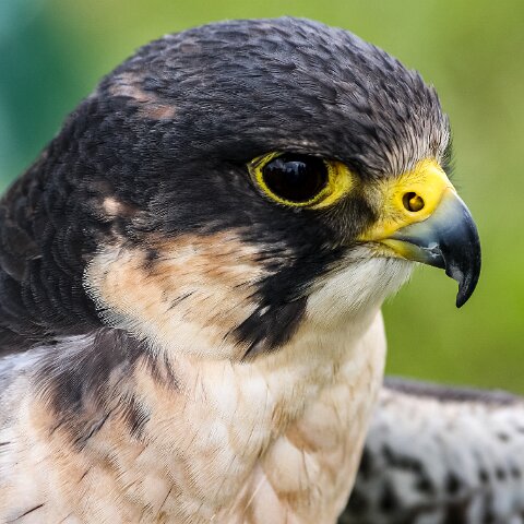 2008-08-24-Blair-Athol-Horse-Trials-24