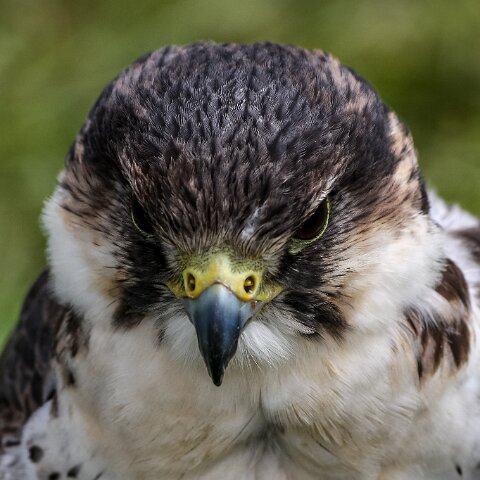 2008-08-24-Blair-Athol-Horse-Trials-25