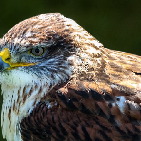 2009-07-25-East-Fortune-Airshow-1