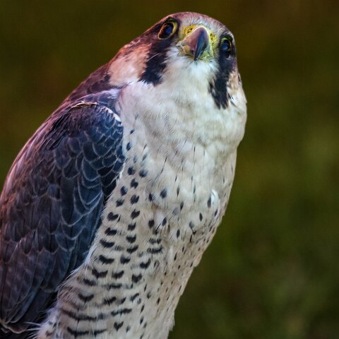 2009-07-25-East-Fortune-Airshow-4