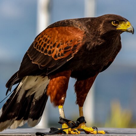2009-08-02-Falkirk-Wheel