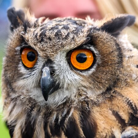 2009-08-16-Robert-The-Bruce-Dunfermline