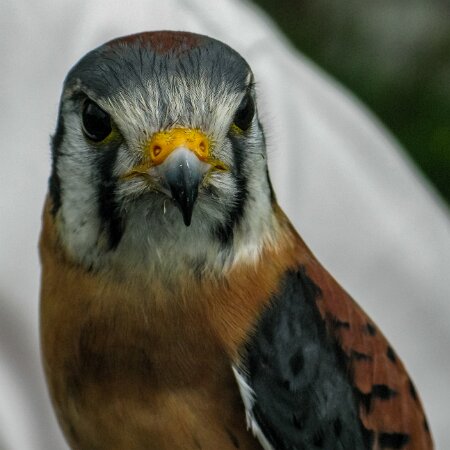 2010-05-23-Perth-Racecourse