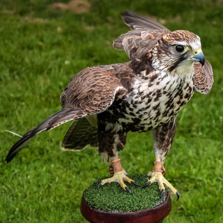 2010-06-05-Perth-Racecourse