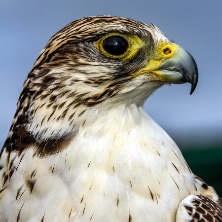 2011-10-30-Carlisle-Racecourse