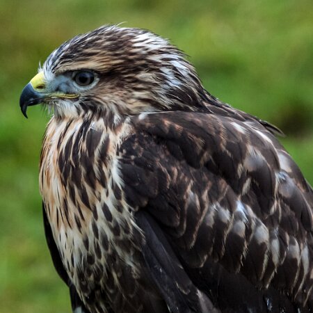 2011-11-21-Kelso-Racecourse