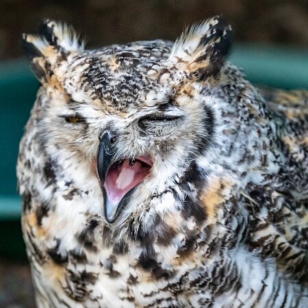 2019-11-29-World-of-Wings-Birds