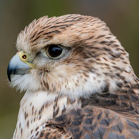 2026-02-24-Raptor-World