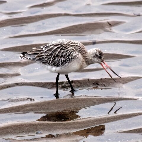 Bar-Tailed-Goodwit-1