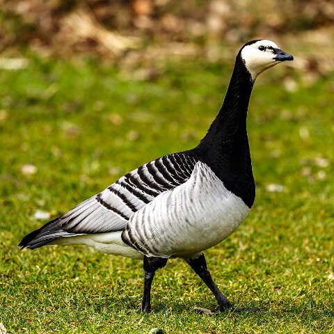 Barnacle Geese-2