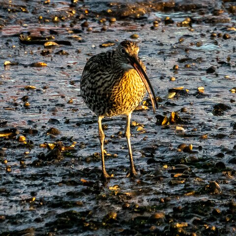 Curlew-11