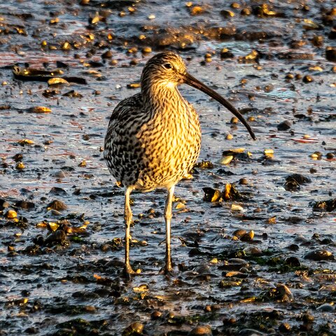 Curlew-12