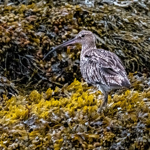 Curlew-14