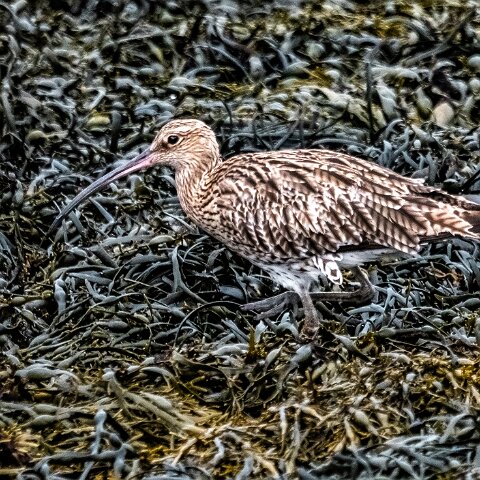 Curlew-15