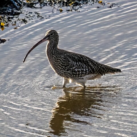 Curlew-16