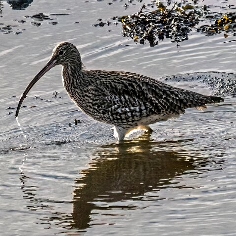 Curlew-17